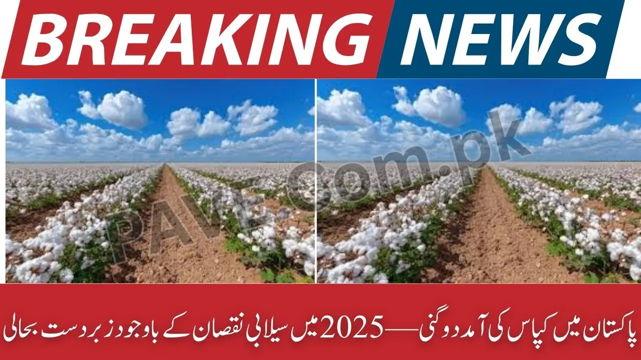 Breaking: Pakistan Cotton Arrivals Double in 2025 Despite Flood Damage 1 Pakistan Cotton Arrivals Double in 2025 Despite Flood Damage