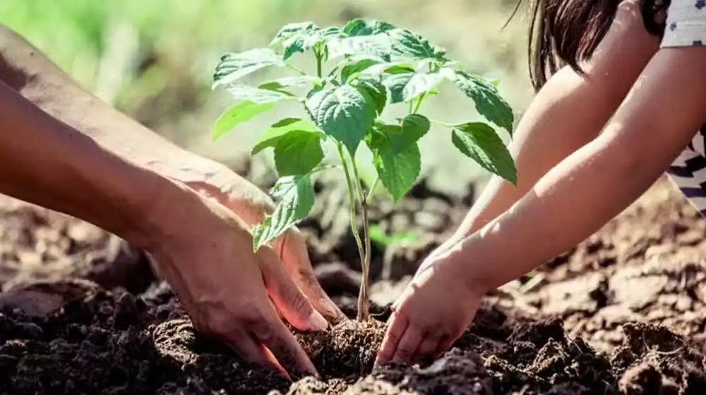 Balochistan Starts Green Drive to Increase Forest Cover 1 Balochistan Starts Green Drive to Increase Forest Cover